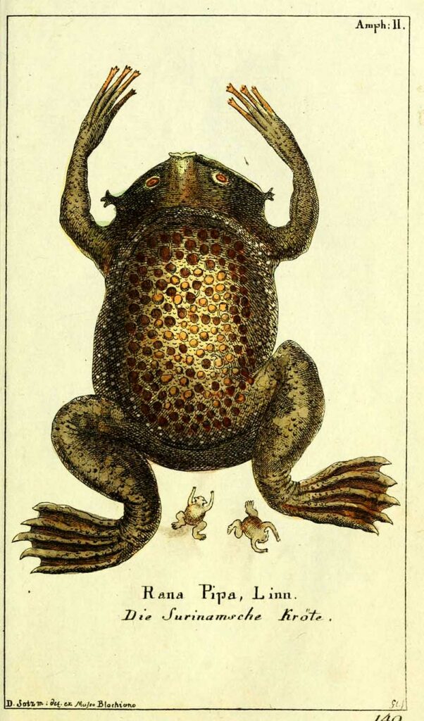 vintage frog illustration