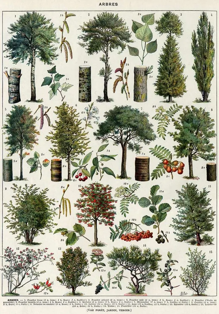 Trees in color Larousse
