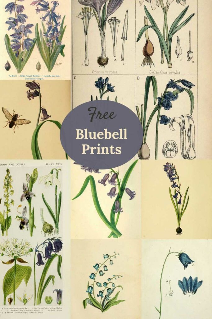 Bluebell-illustrations-free
