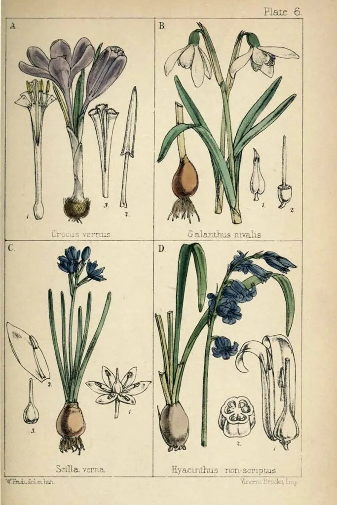 Bluebells and other British wildflowers