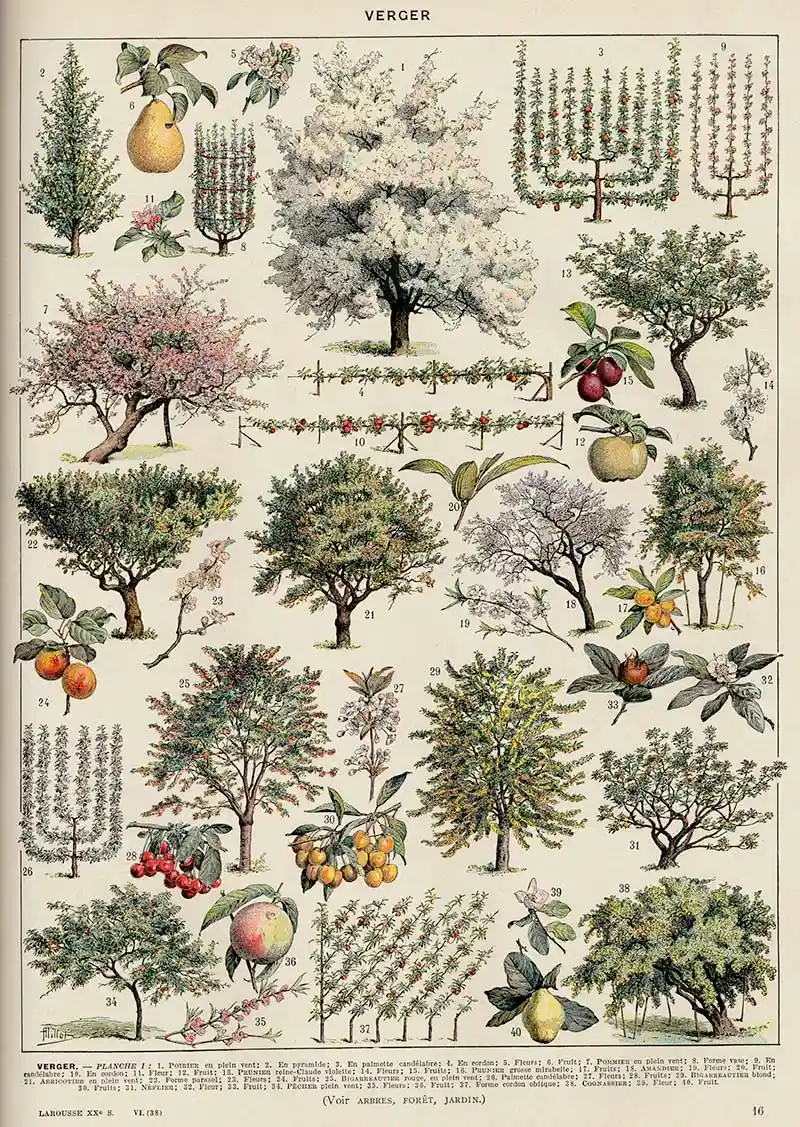 Vintage Orchard Illustration – Free Printable from 1932 Larousse