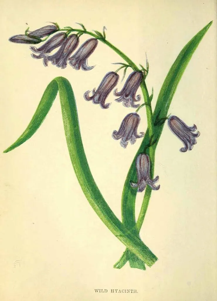 Wild Hyacinth also known as the bluebell.  Free print in the Public Domain to download in high resolution along with many more bluebell prints and illustrations.