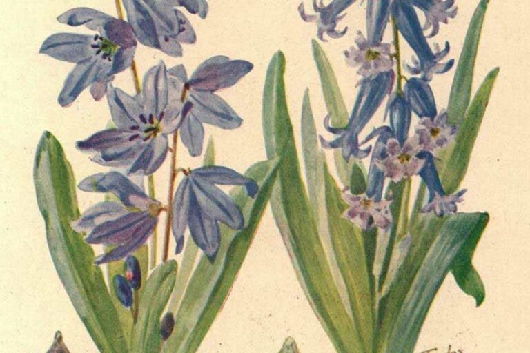Beautiful Bluebell Illustrations to Print For Free