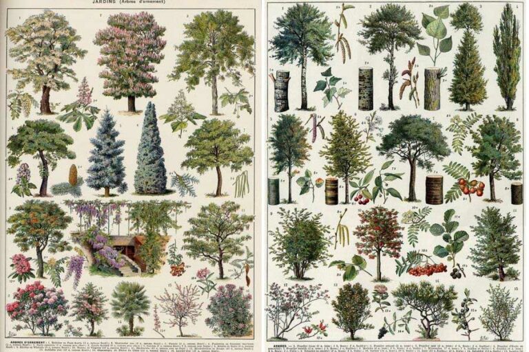 Stunning Free Tree Posters From Larousse