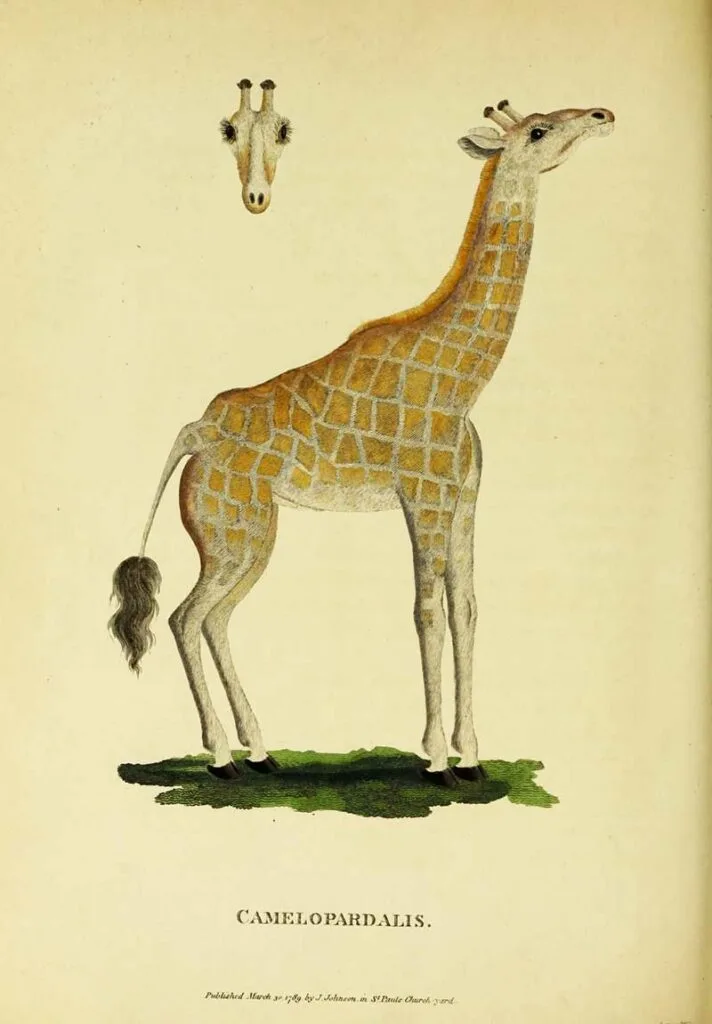 South African Giraffe