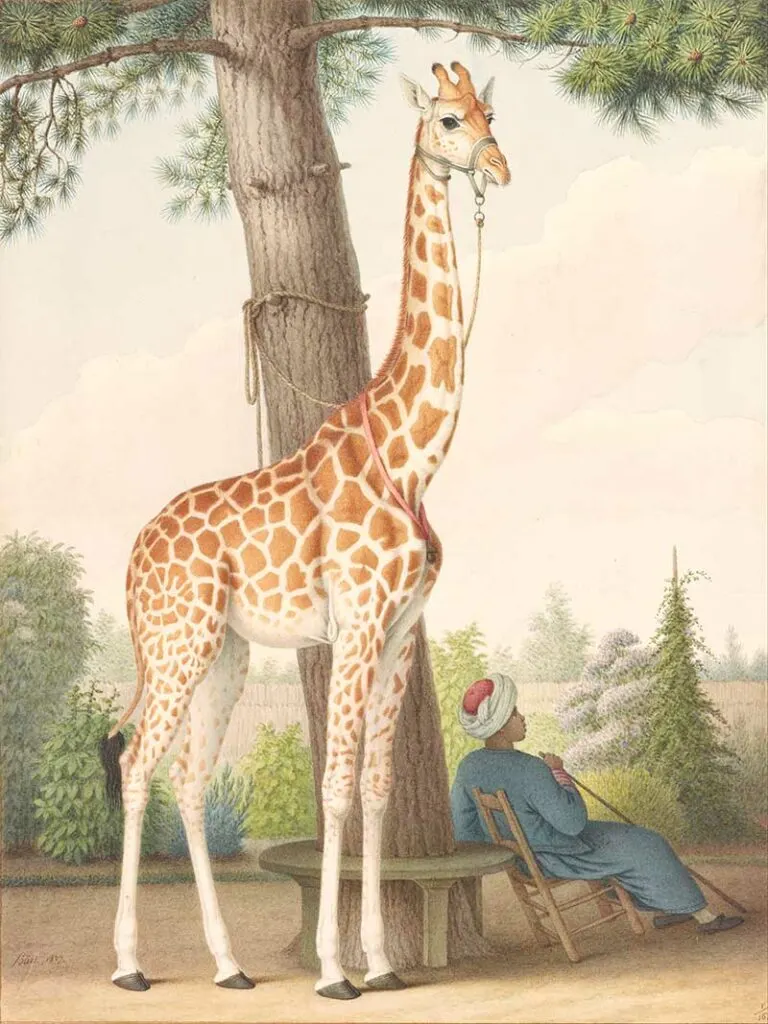 Giraffe painting