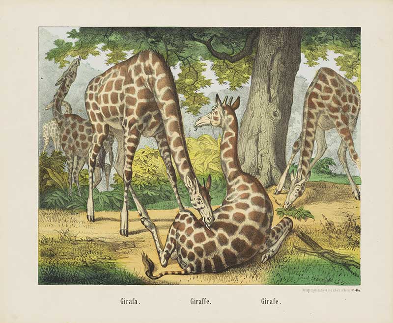 Dutch Three Giraffes 