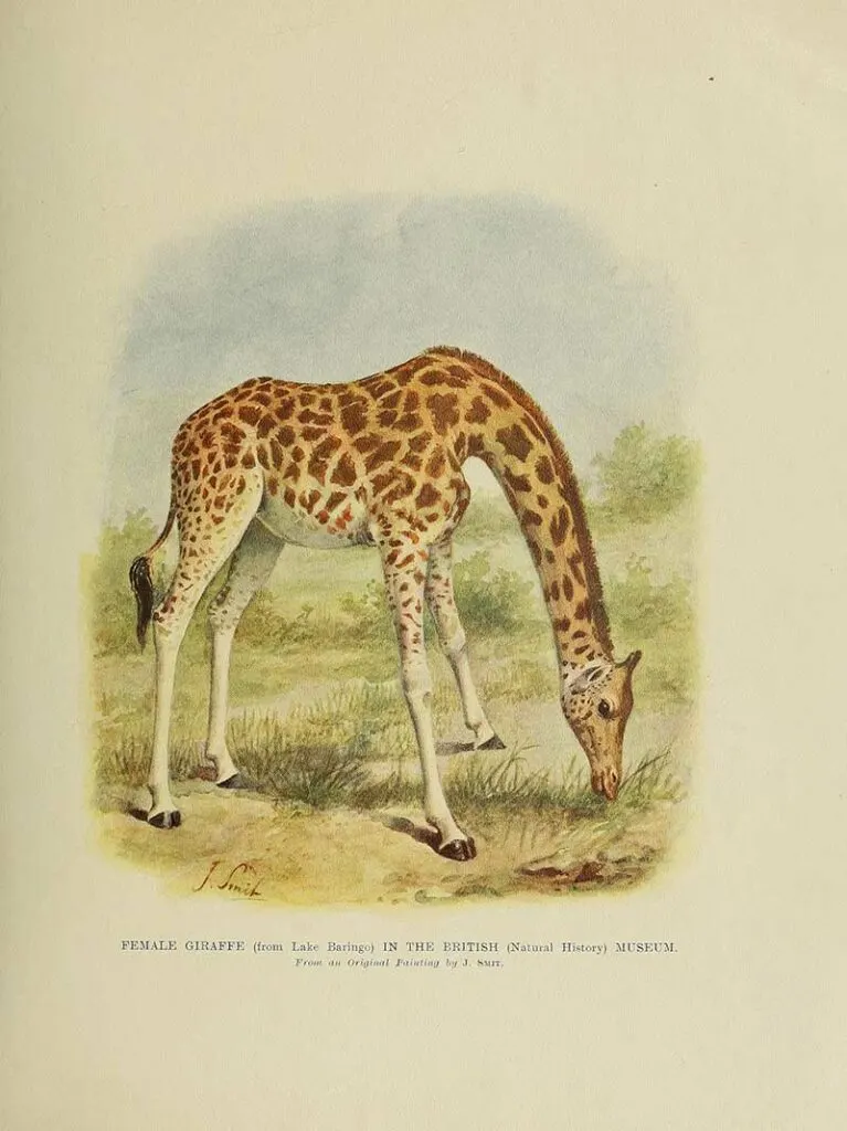 Female Giraffe