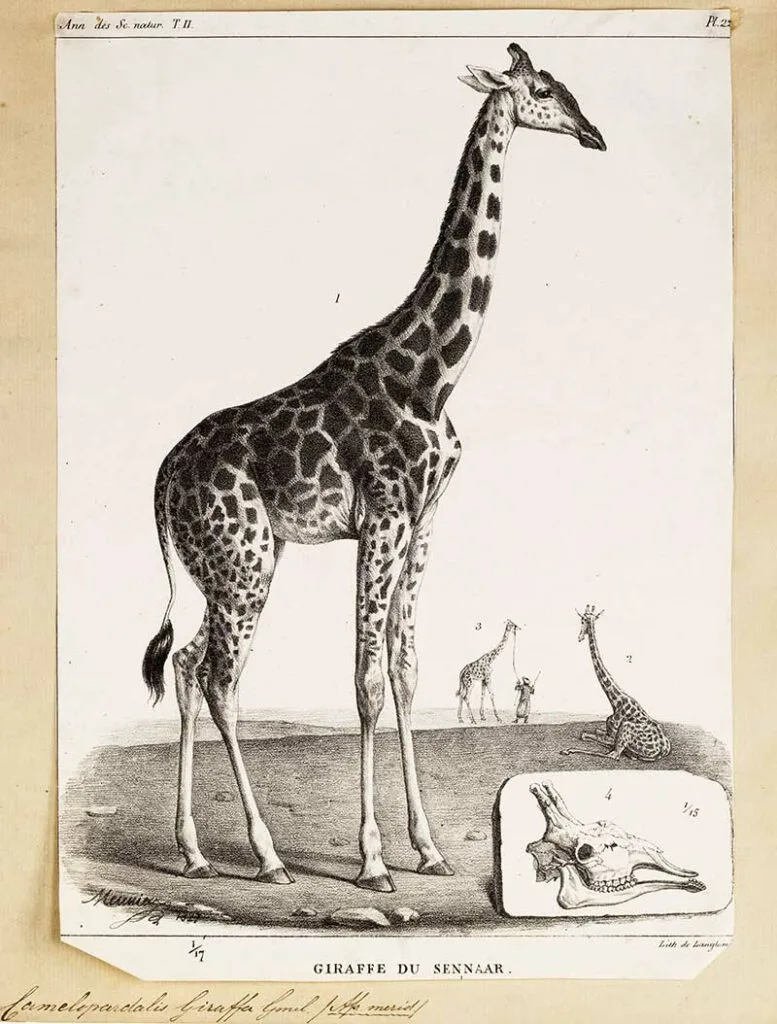 Giraffe Du Sennaar