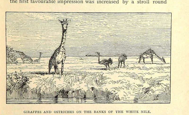 Giraffes and ostriches