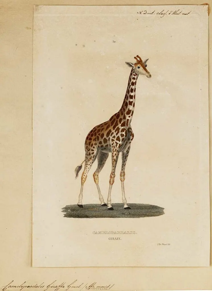 Iconographia_Zoologica_-giraffe