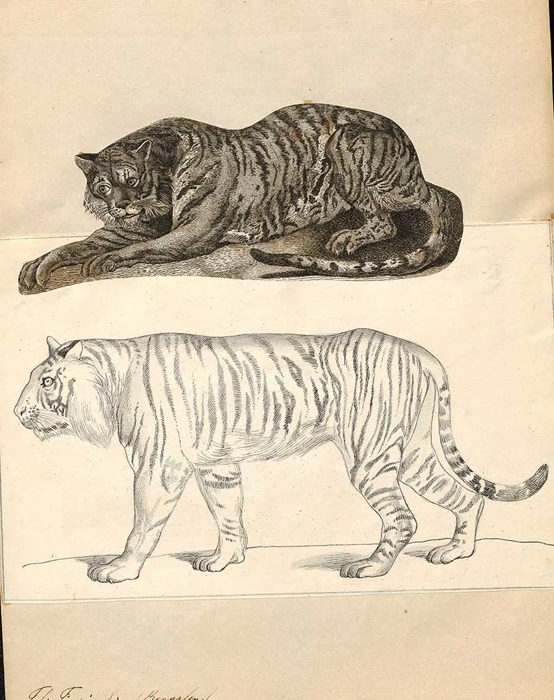 Iconographia Zoologica Felis tigris