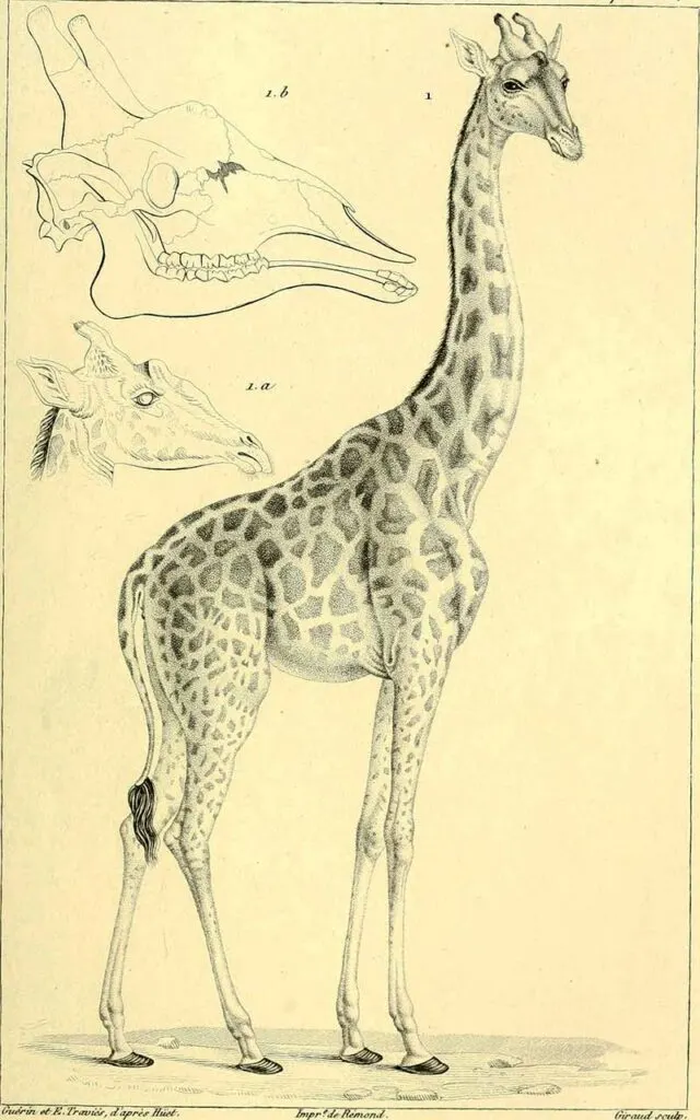 1829 Giraffe Sketch