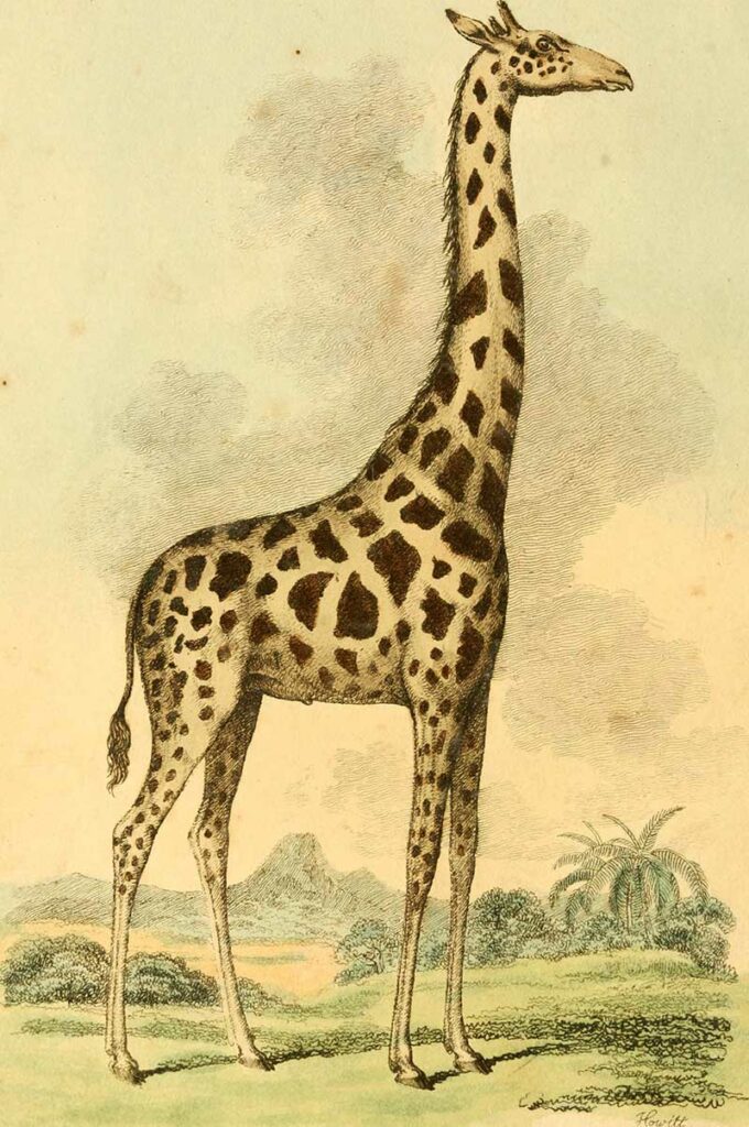 1812 London Museum Giraffe