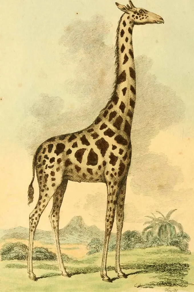 1812 London Museum Giraffe