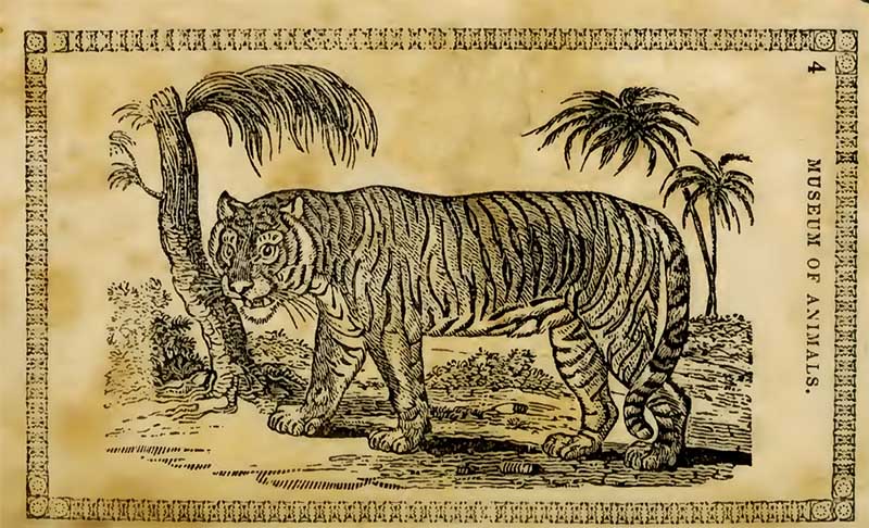 Tiger drawing 1842