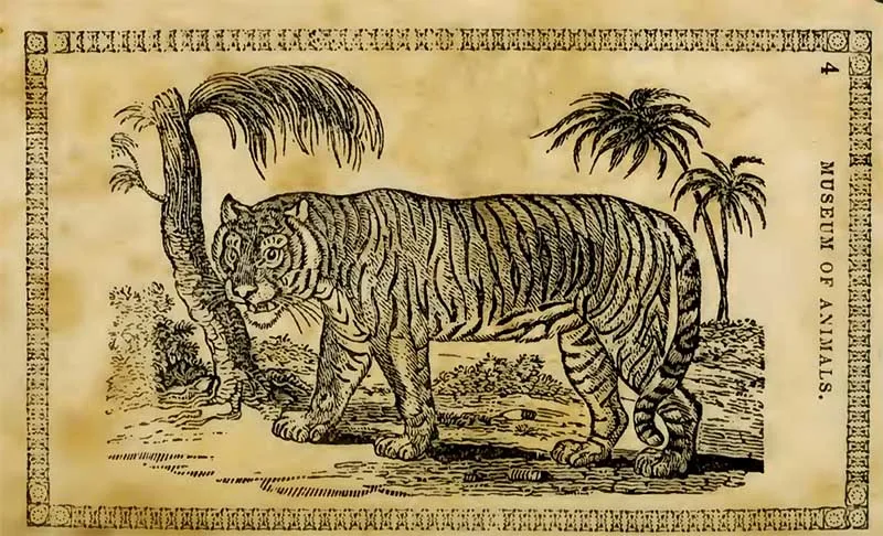 Tiger drawing 1842