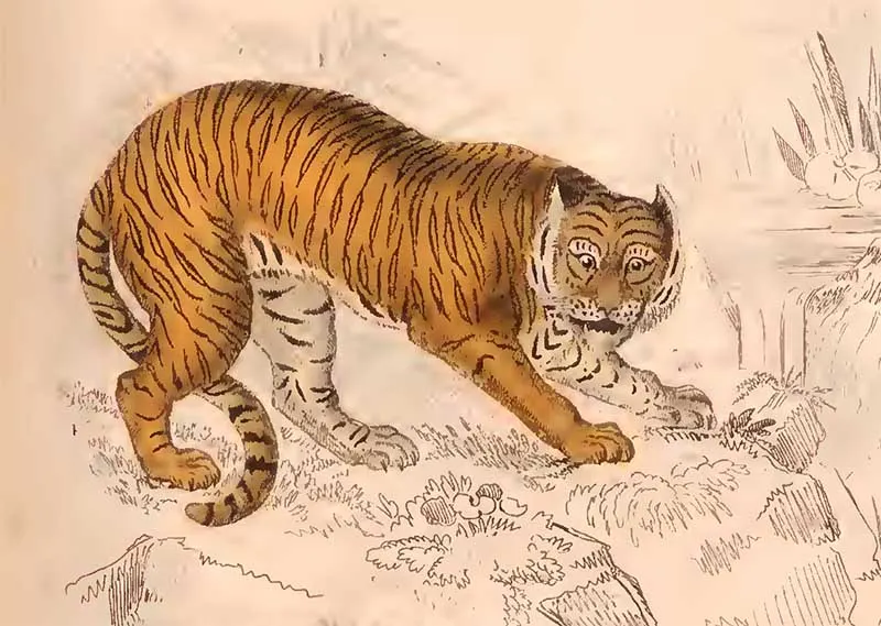The Edinburgh journal tiger
