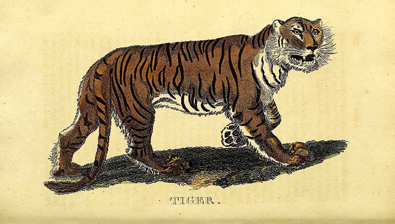 The natural history of quadrupeds