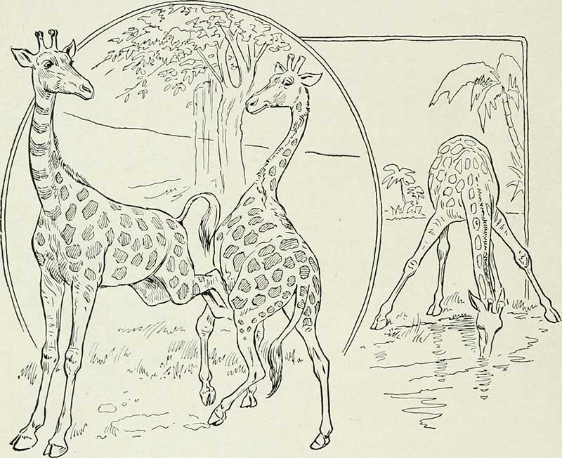 drawing of 3 giraffes