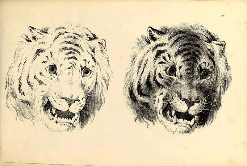 tiger face drawings