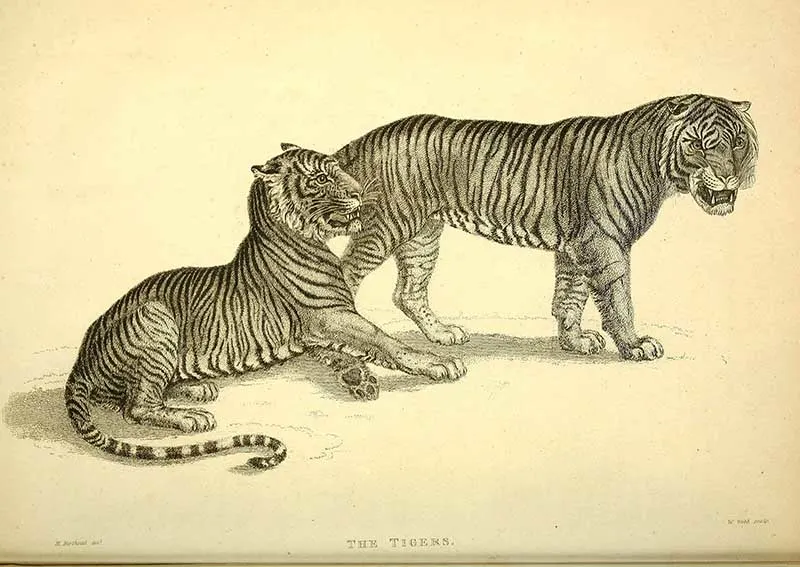 black-white-tiger-drawings