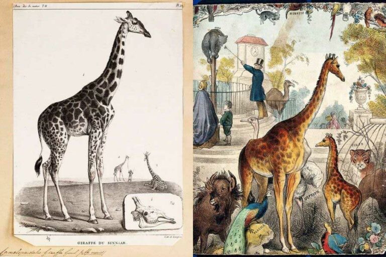 Copyright-Free Giraffe Drawings and Illustrations