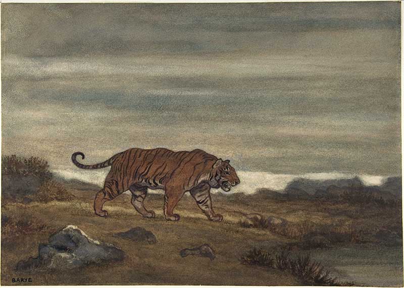 tiger approaching pool watercolor