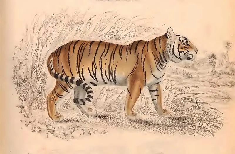 tiger drawings The Edinburgh journal of natural history