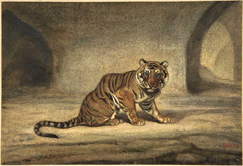 tiger watercolor 19th Century