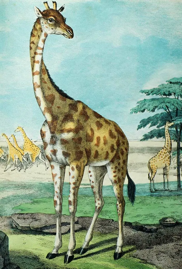vintage giraffe drawing