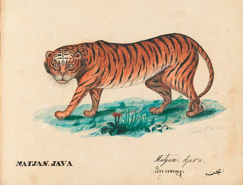 Watercolour painting of Javan Tiger