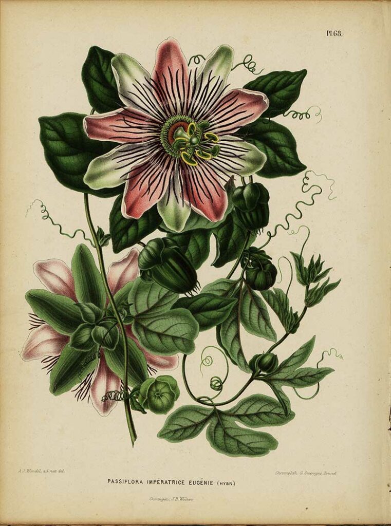 vintage passion flower drawings