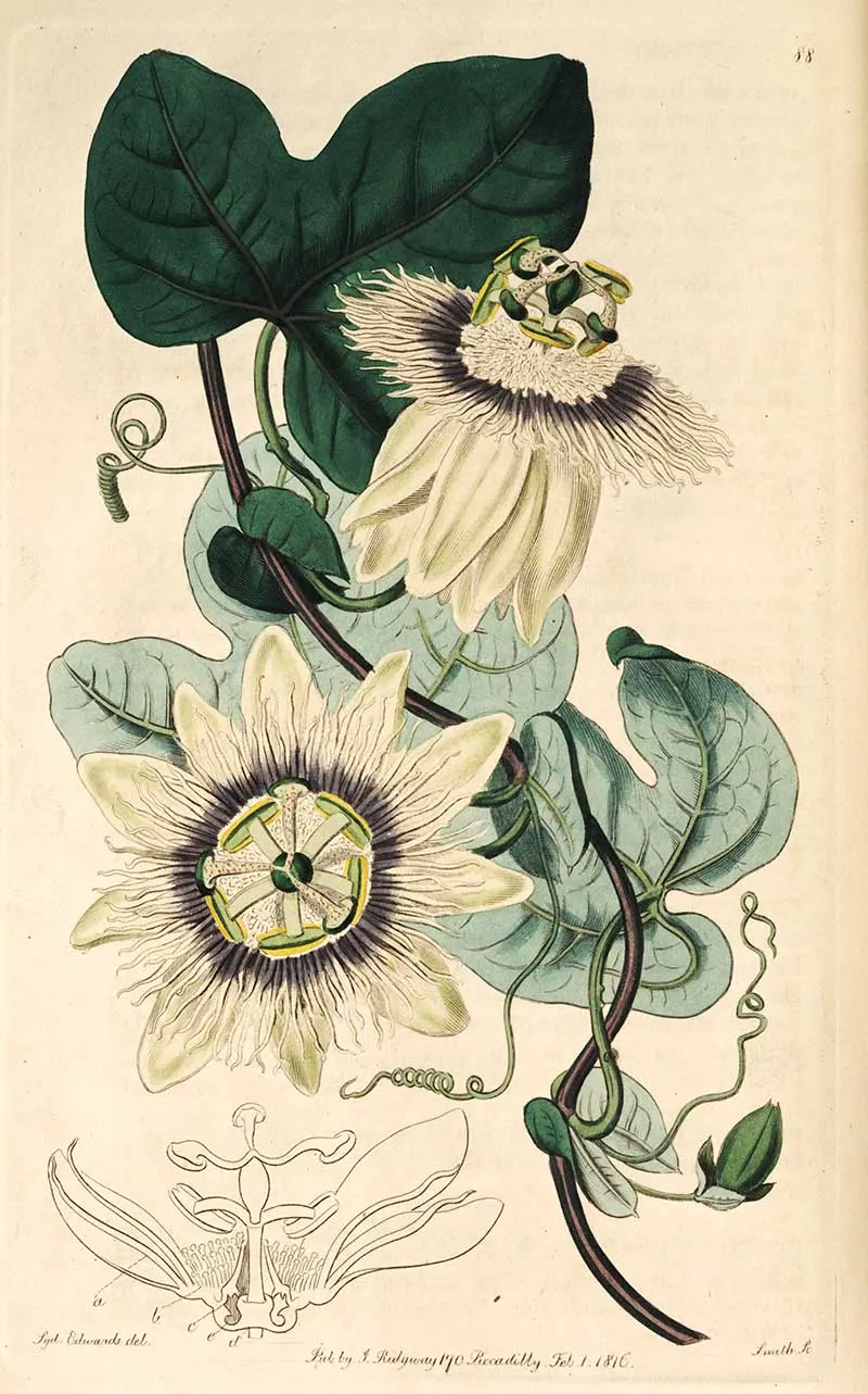 Passiflora stipulata
