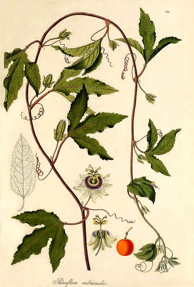 Yellow passion fruit illustration