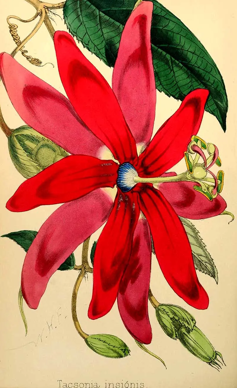 Pink Passion flower