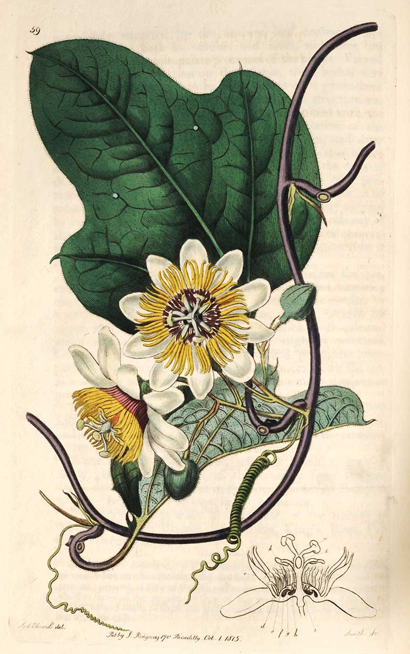 Silky Passion Flower Botanical Illustration