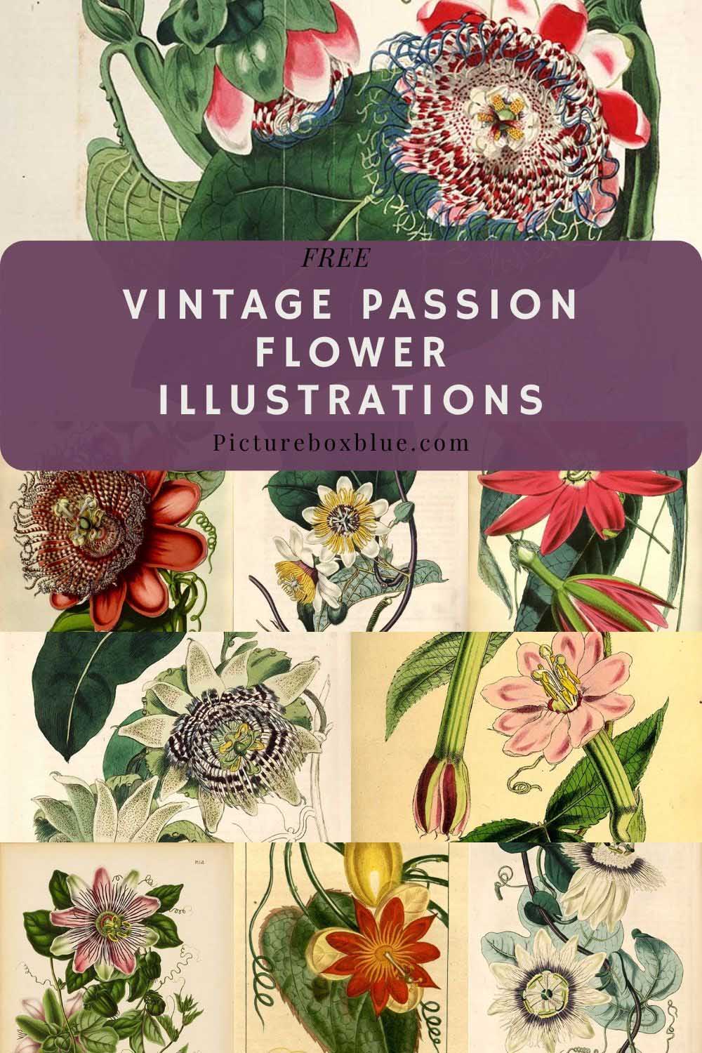 free-vintage-passion-flower-drawings
