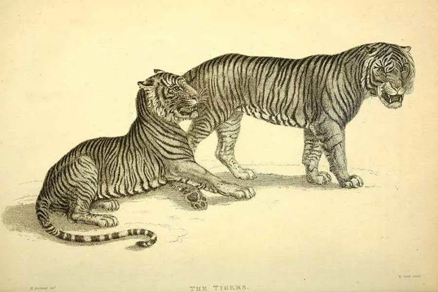 vintage-tiger-drawings