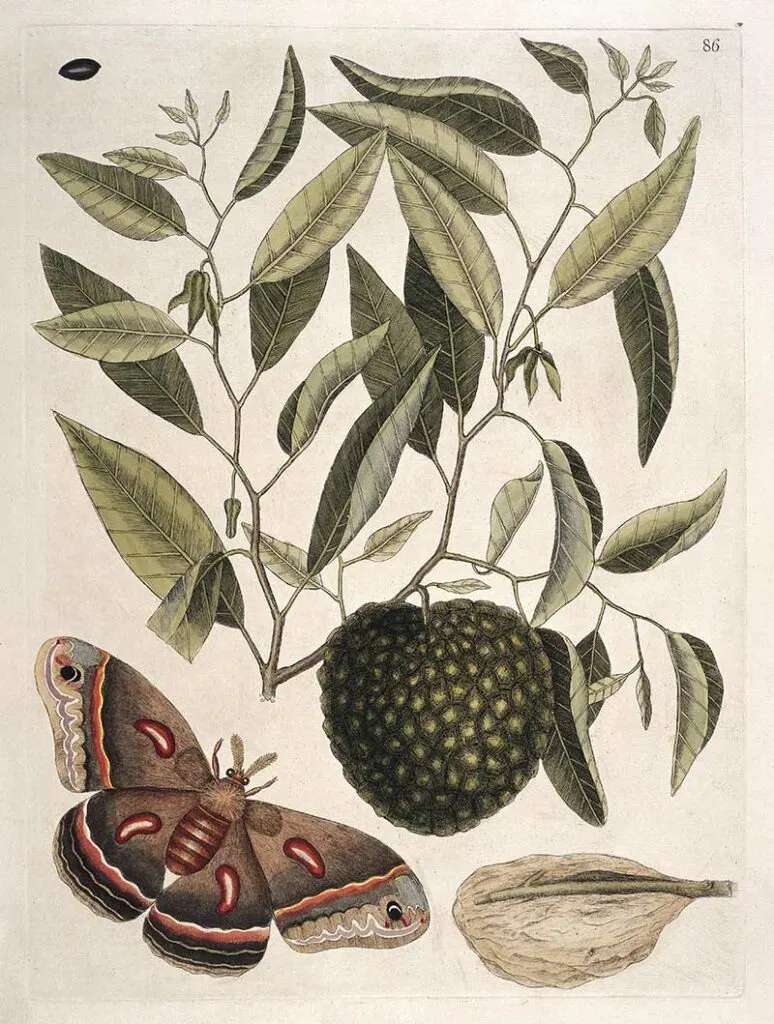 Mark Catesby Print of Carolina Moth