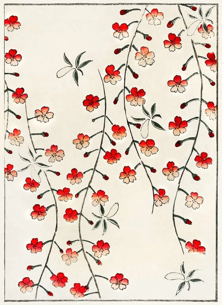 Cherry Blossom Watanabe Seitei