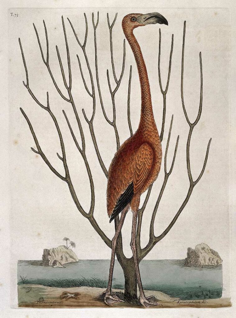 Flamingo with Keratophyton plant, Bahamas, 1731