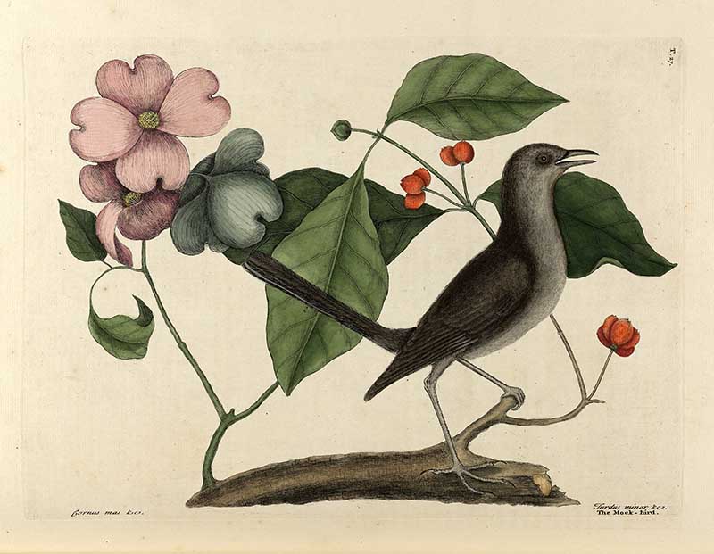 Flowering dogwood and mocking bird.