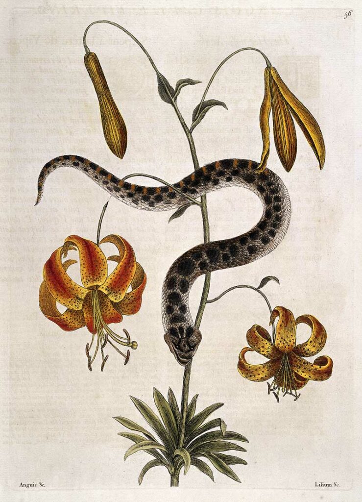 Hog-nose snake with Martagon lily, 1731