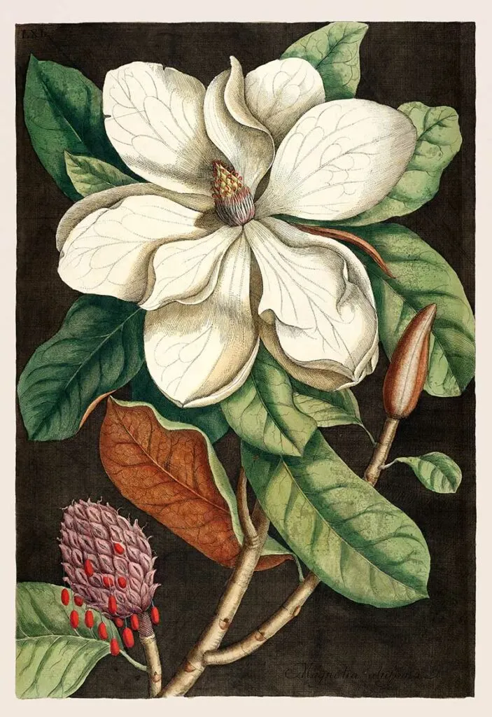 Laurel Tree (Magnolia altissima) from The natural history of Carolina, Florida, and the Bahama Islands
