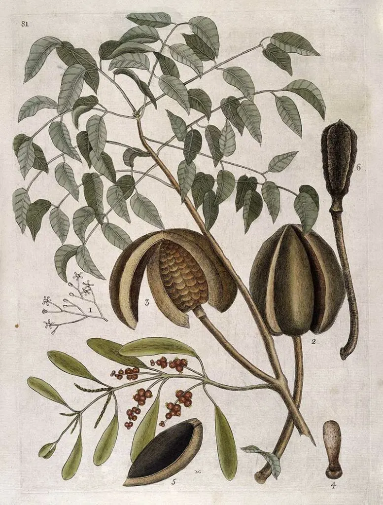Leaves, flowers, fruit and seed pods of Mahogany tree, 1731