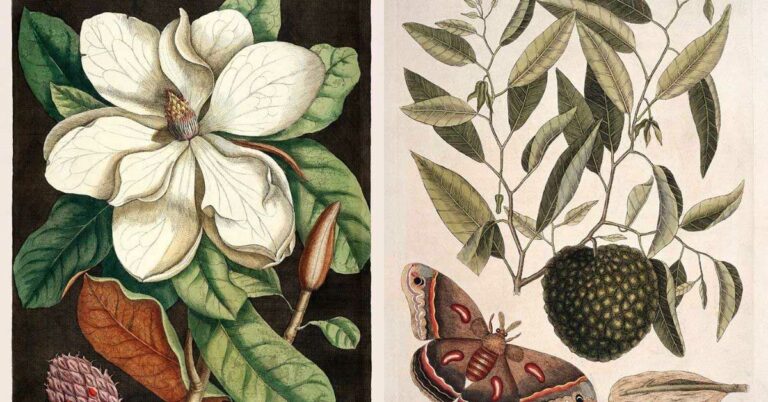 Mark-catesby-prints