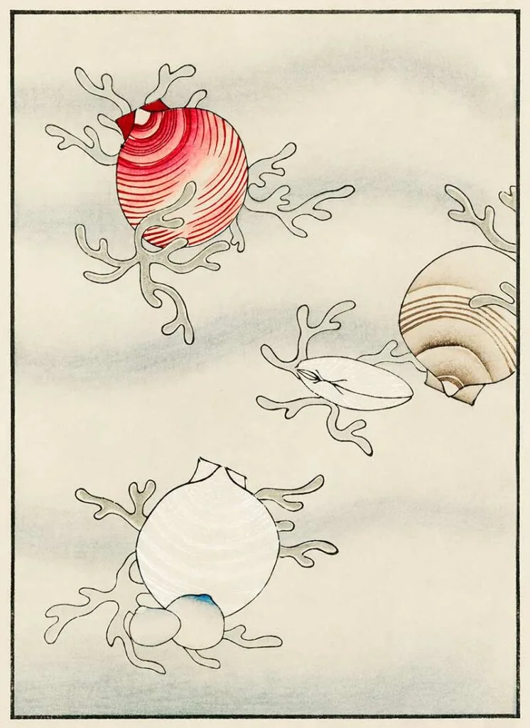 Sea Shells_Bijutsu_Sekai_by_Watanabe_Seitei