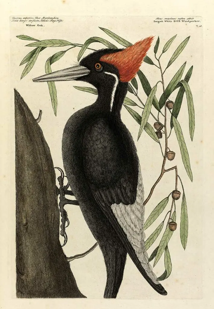Large Billed woodpecker Mark Catesby illustration