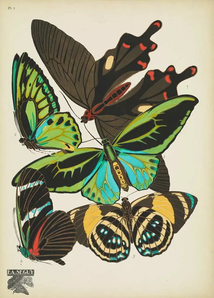 Emile-Allain Séguy Pochoir Prints of Antique Butterflies